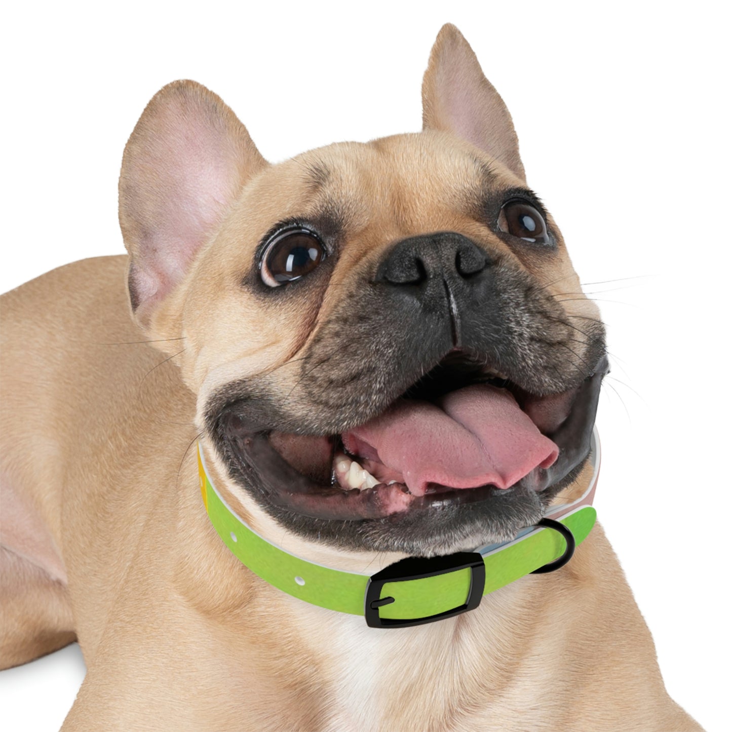 Technicolour Green - Dog Collar ~ Sharon Dawn Collection