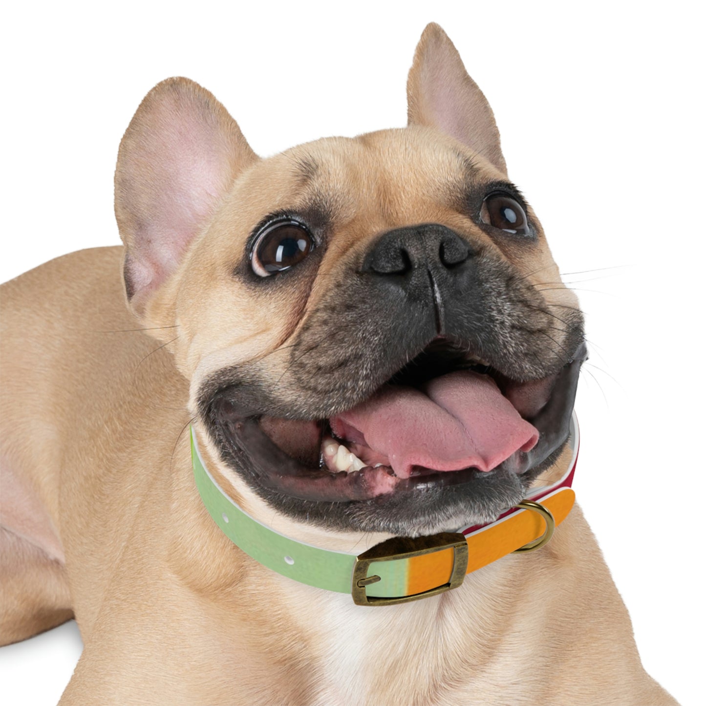 Technicolour Orange - Dog Collar ~ Sharon Dawn Collection