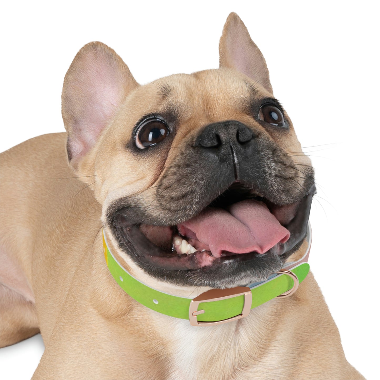 Technicolour Green - Dog Collar ~ Sharon Dawn Collection