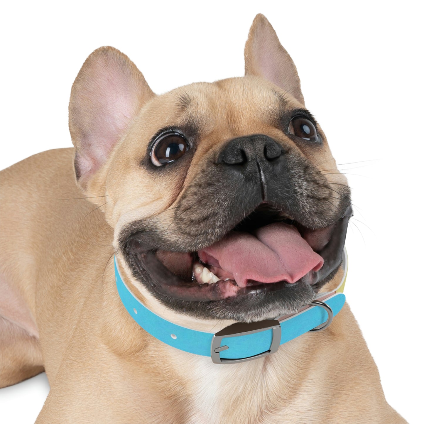 Technicolour Blue - Dog Collar ~ Sharon Dawn Collection