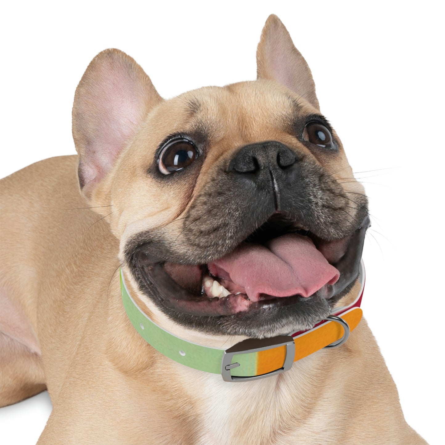 Technicolour Orange - Dog Collar ~ Sharon Dawn Collection