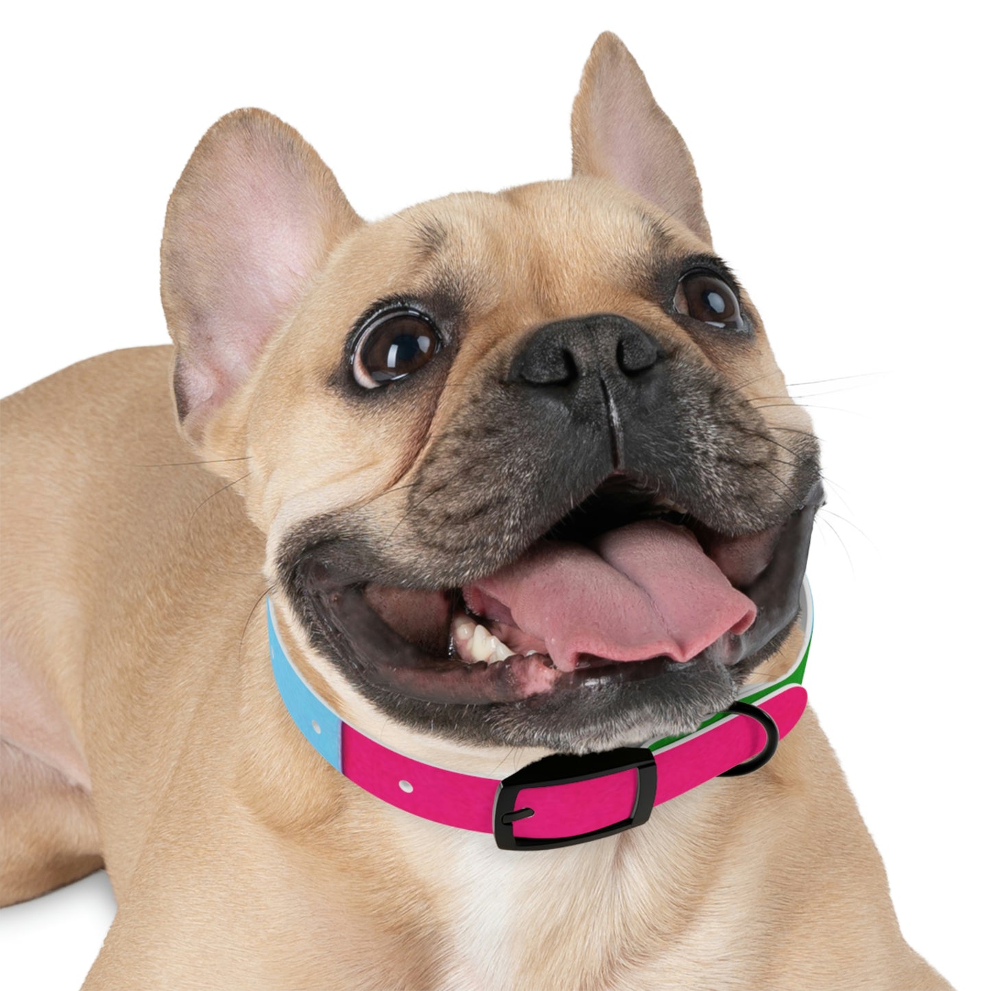 Technicolour Magenta - Dog Collar ~ Sharon Dawn Collection