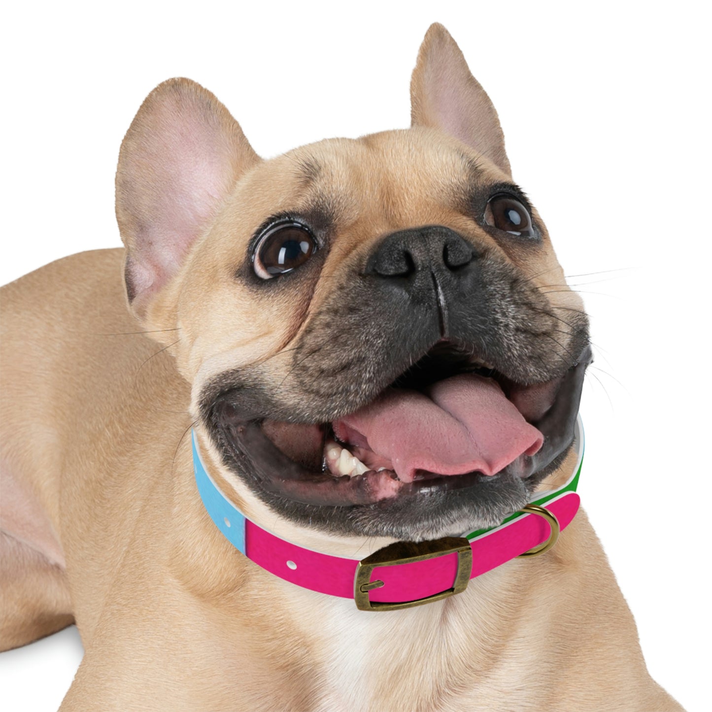 Technicolour Magenta - Dog Collar ~ Sharon Dawn Collection