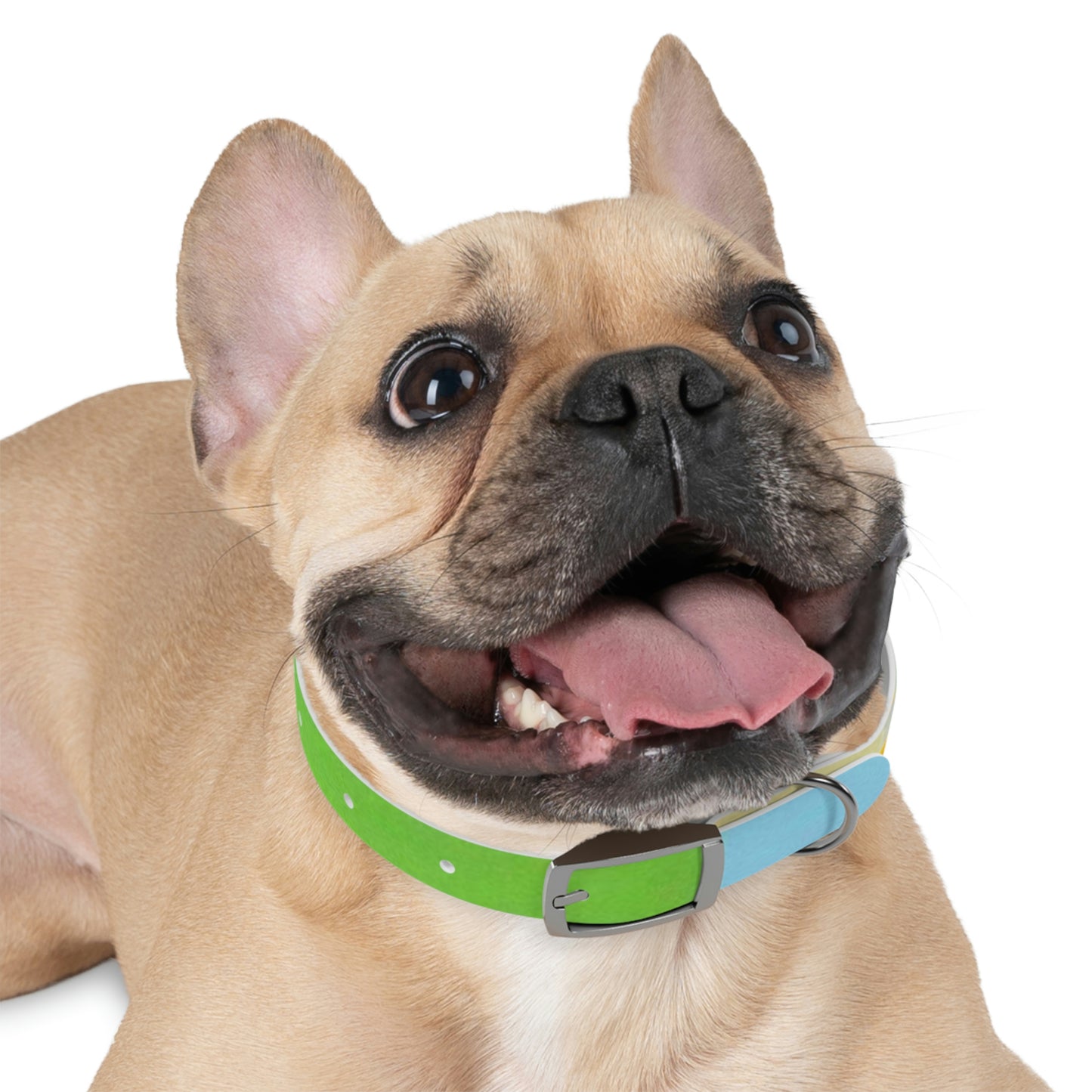 Technicolour Yellow - Dog Collar ~ Sharon Dawn Collection