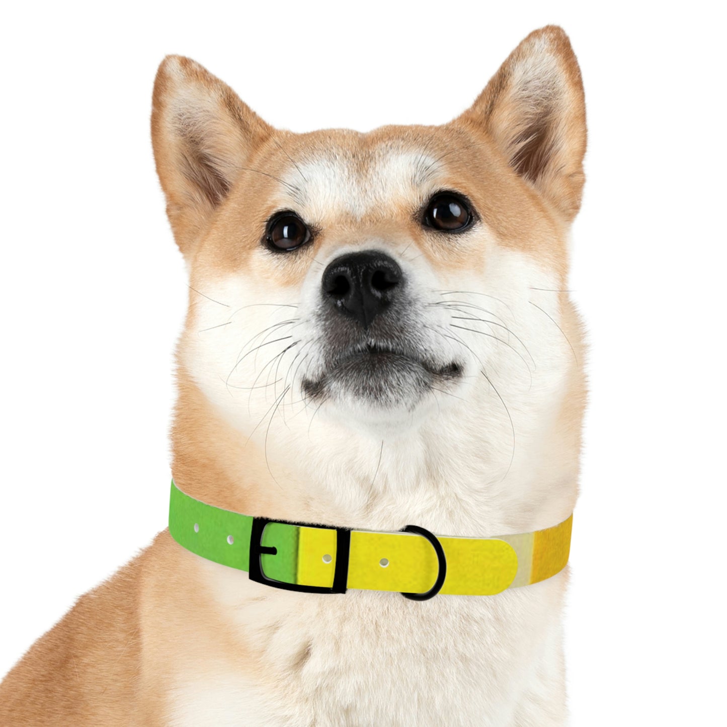 Technicolour Yellow - Dog Collar ~ Sharon Dawn Collection