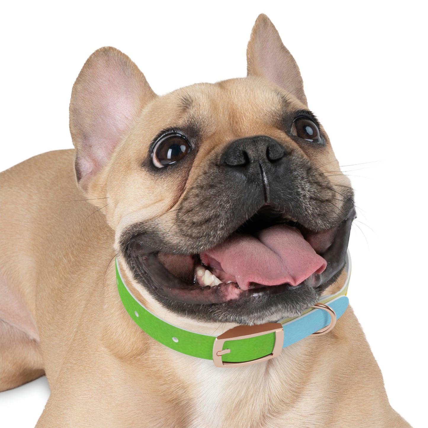 Technicolour Yellow - Dog Collar ~ Sharon Dawn Collection