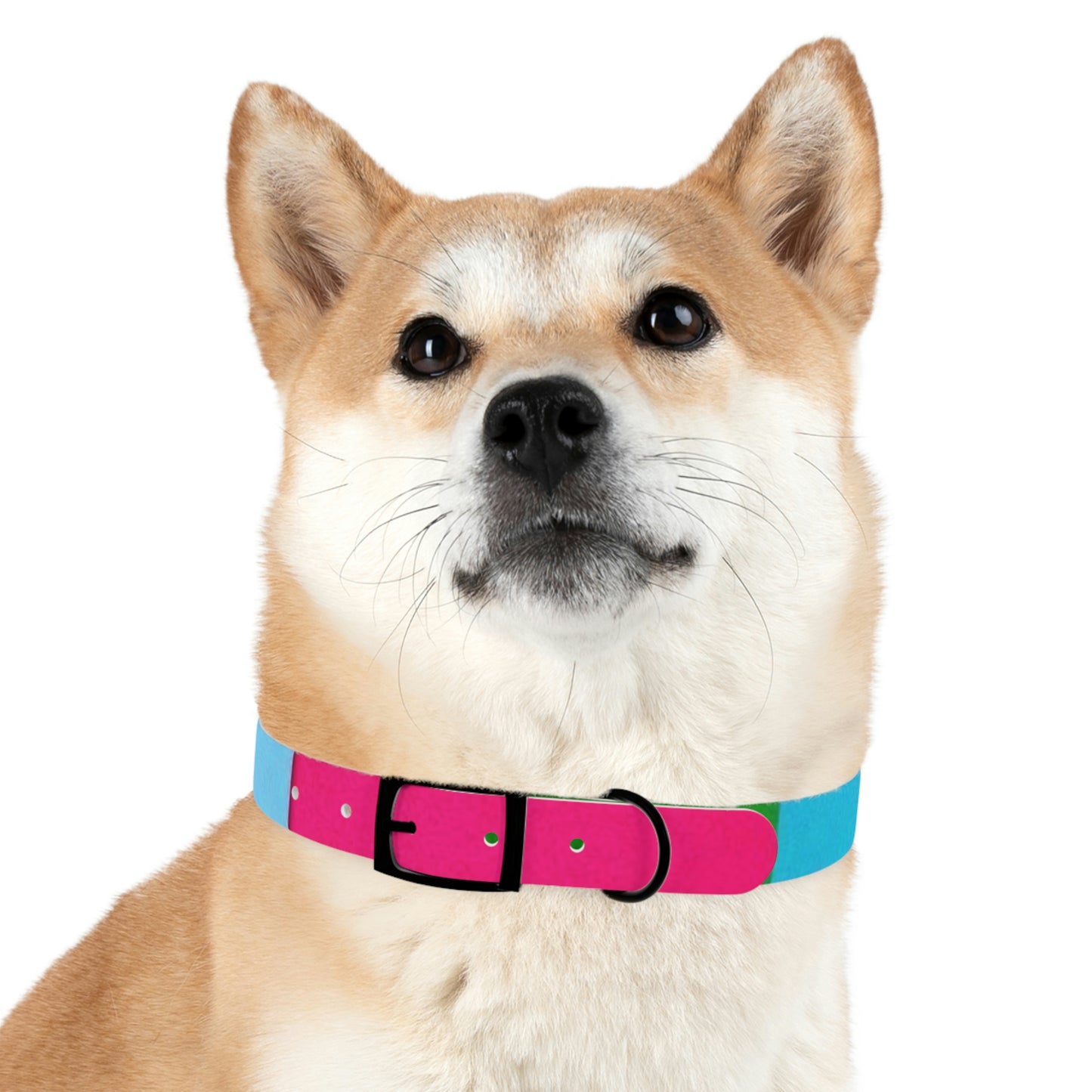 Technicolour Magenta - Dog Collar ~ Sharon Dawn Collection