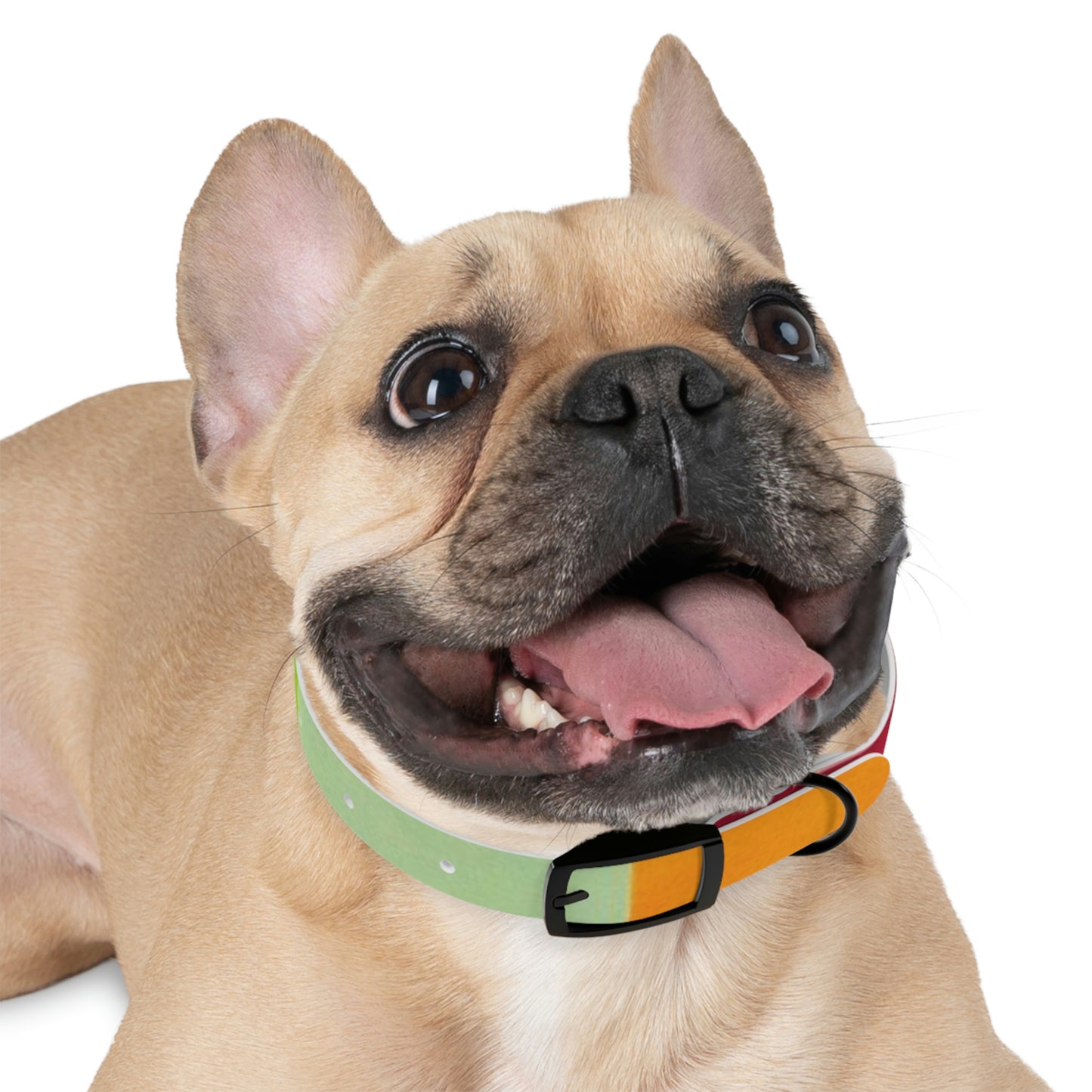Technicolour Orange - Dog Collar ~ Sharon Dawn Collection