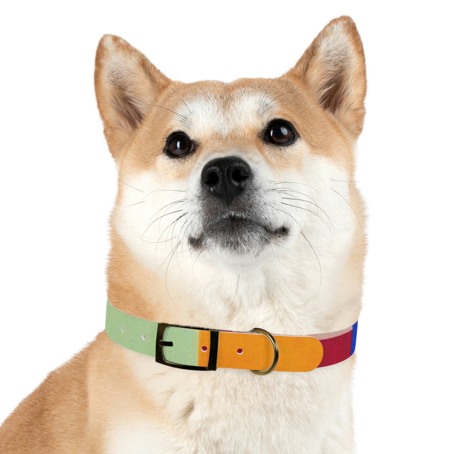 Technicolour Orange - Dog Collar ~ Sharon Dawn Collection