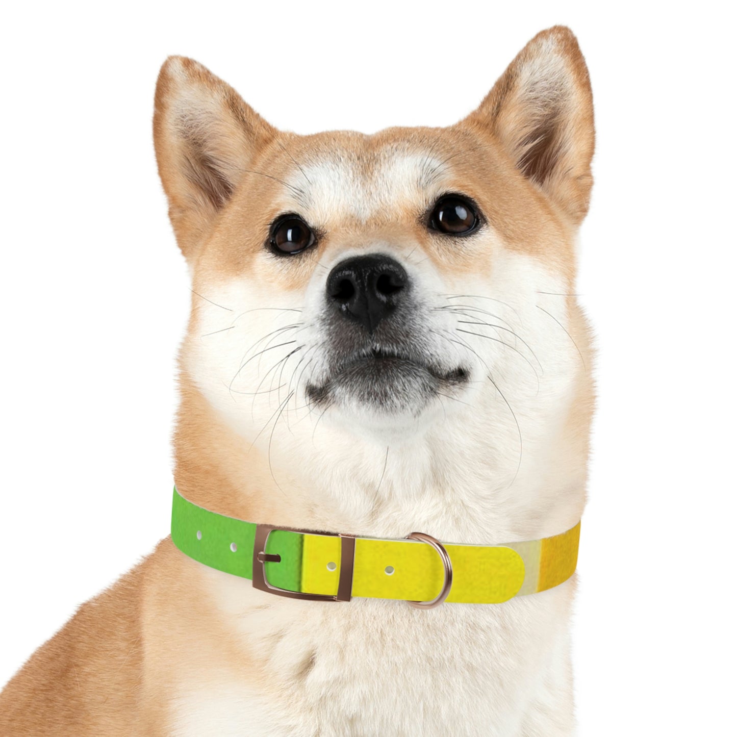 Technicolour Yellow - Dog Collar ~ Sharon Dawn Collection