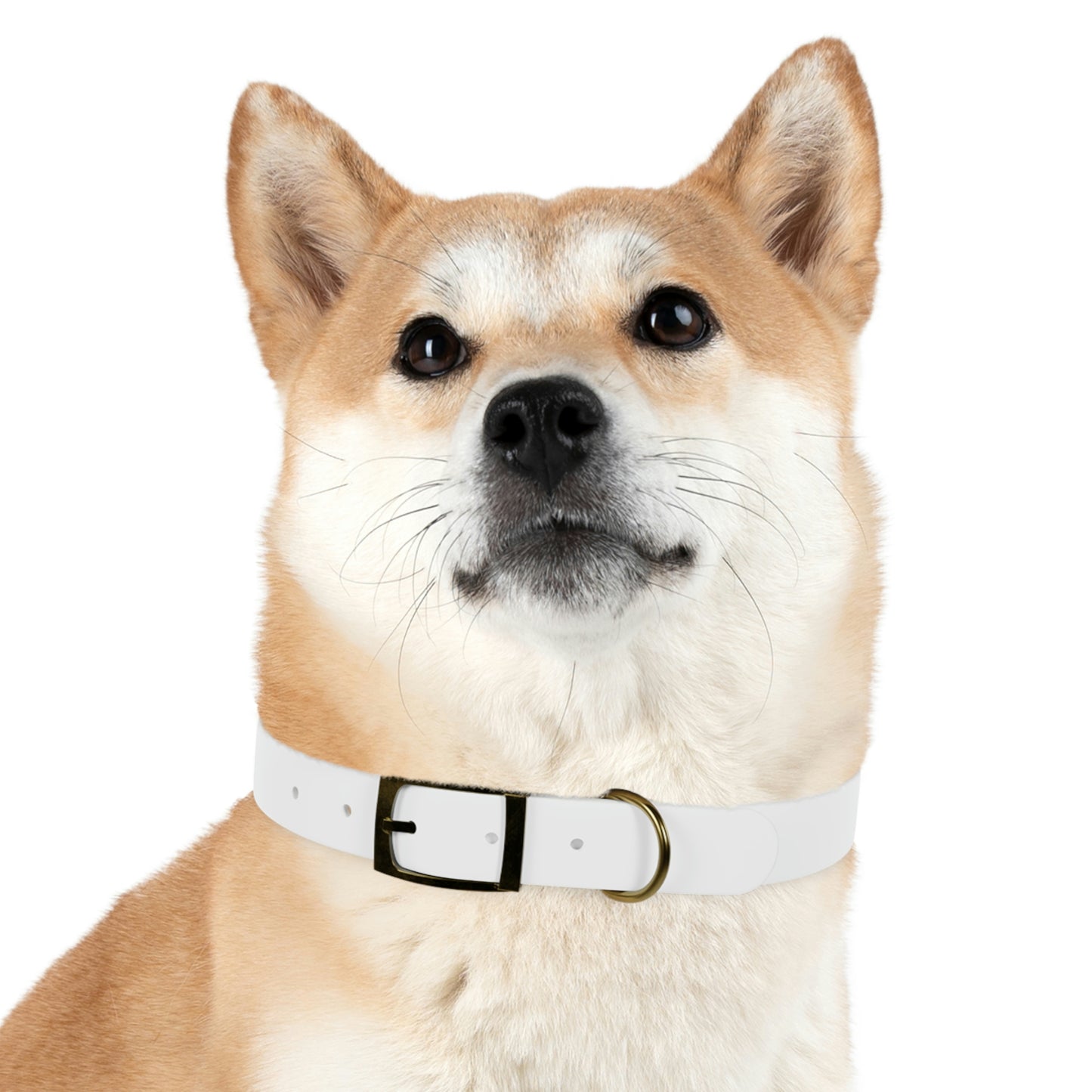 Technicolour Yellow - Dog Collar ~ Sharon Dawn Collection