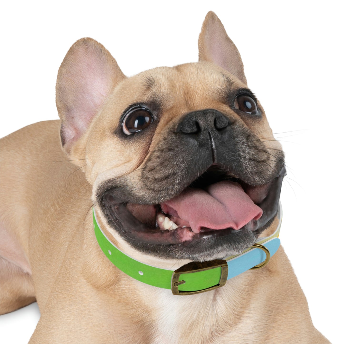Technicolour Yellow - Dog Collar ~ Sharon Dawn Collection