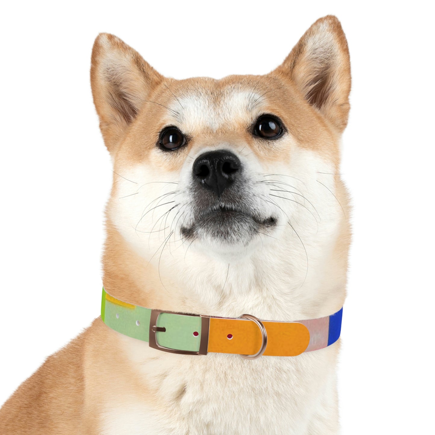 Technicolour Orange - Dog Collar ~ Sharon Dawn Collection