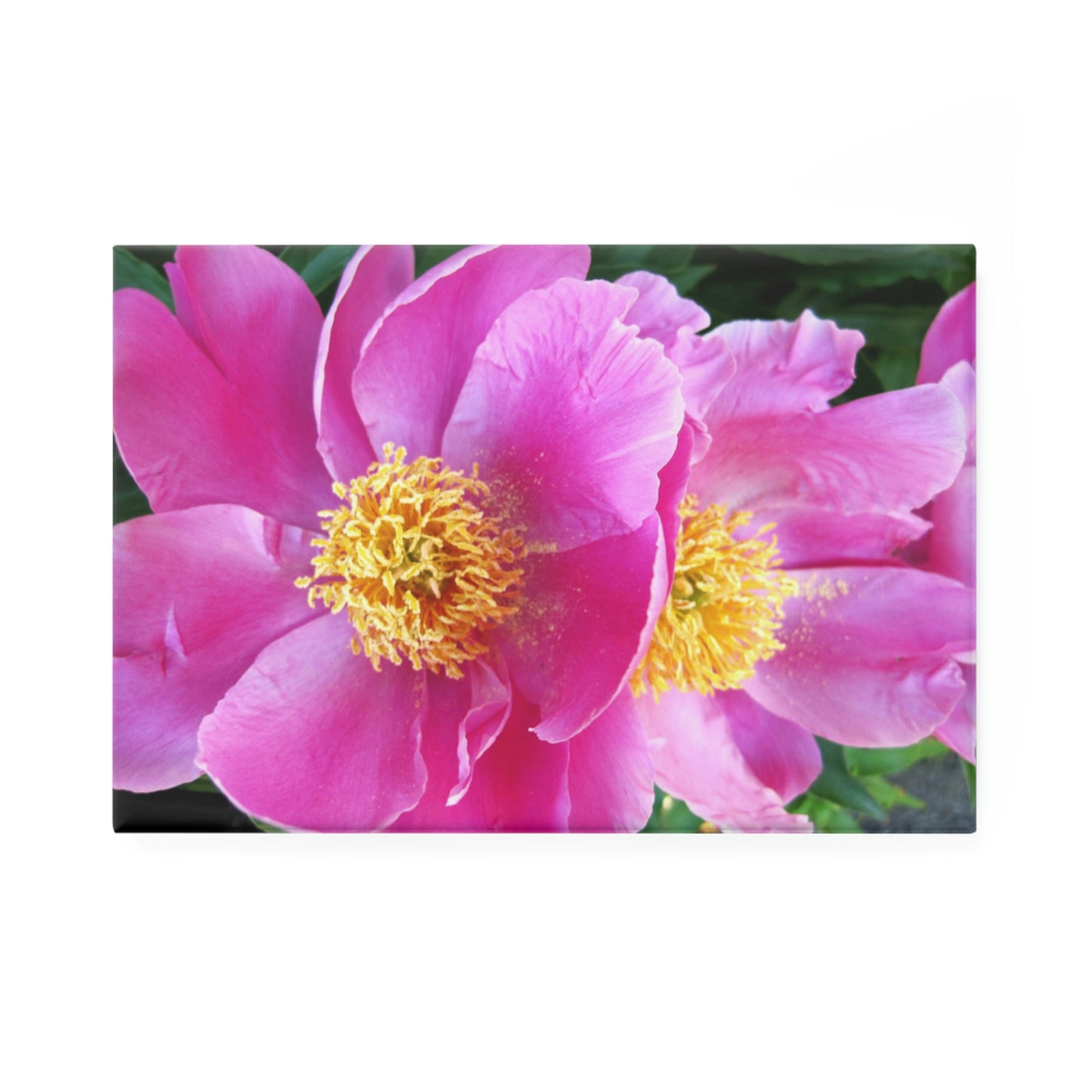 Pink Flowers ~ Button Magnet, Rectangle - Sharon Dawn Collection - Limited Edition