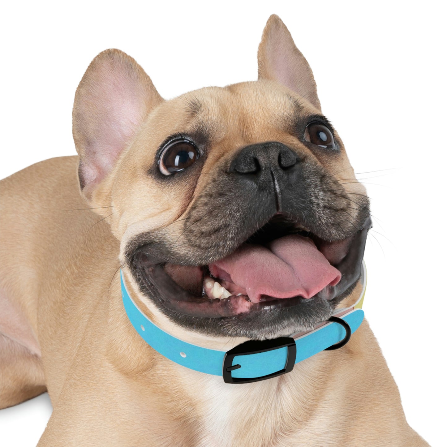 Technicolour Blue - Dog Collar ~ Sharon Dawn Collection