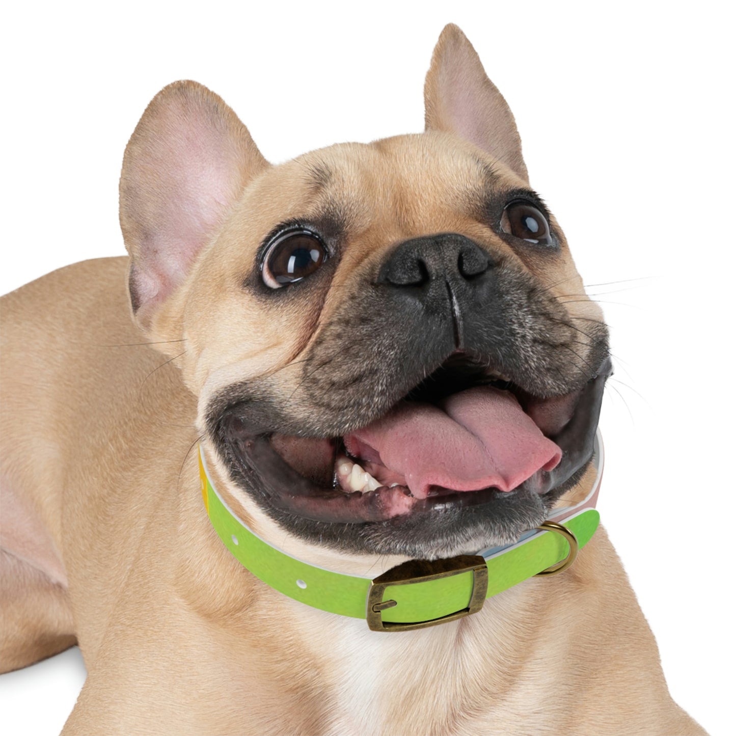 Technicolour Green - Dog Collar ~ Sharon Dawn Collection