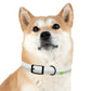 Technicolour Green - Dog Collar ~ Sharon Dawn Collection
