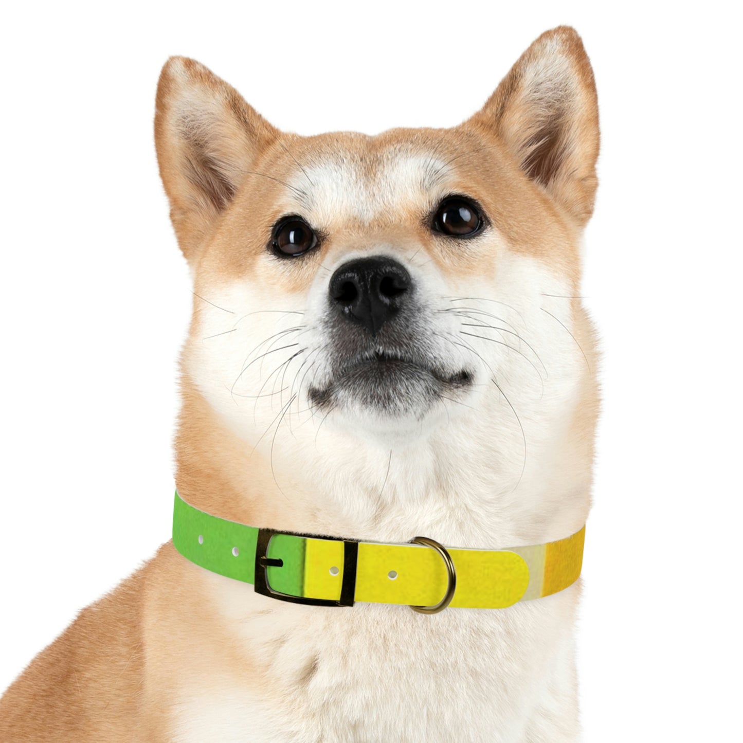Technicolour Yellow - Dog Collar ~ Sharon Dawn Collection