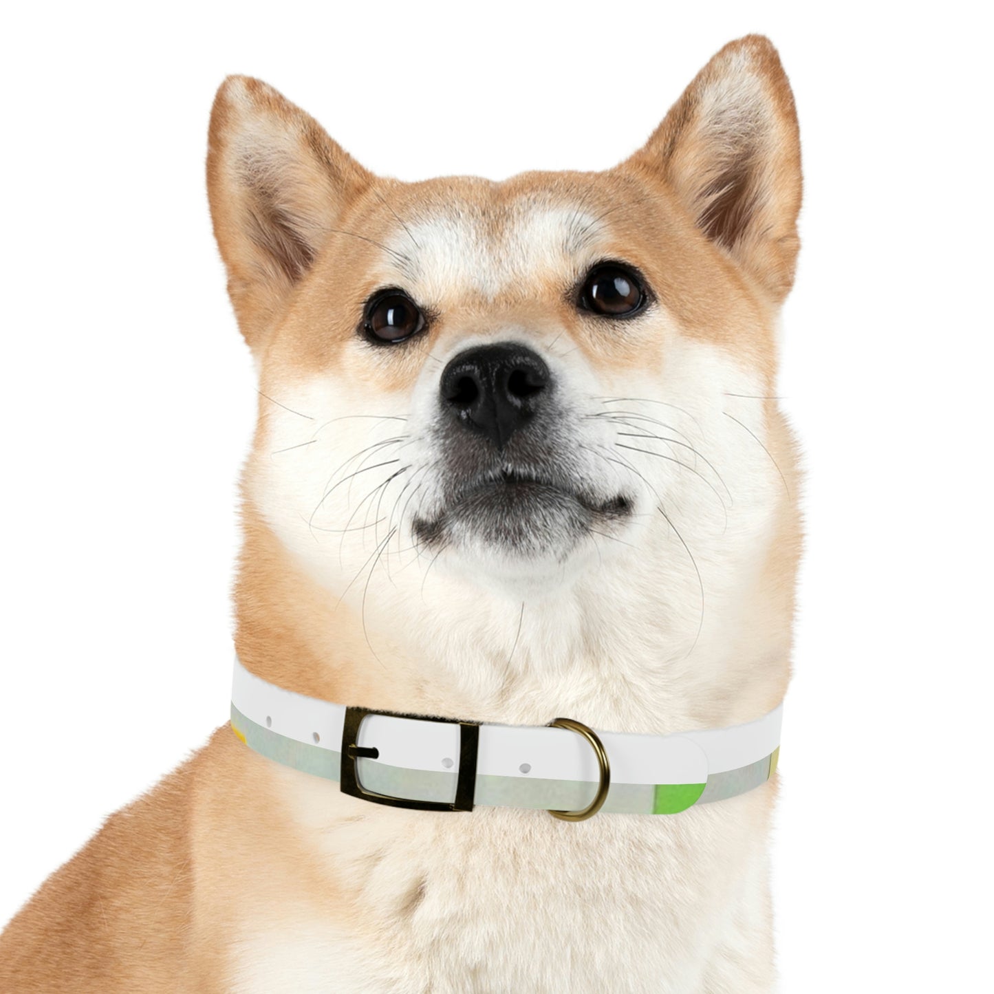 Technicolour Green - Dog Collar ~ Sharon Dawn Collection