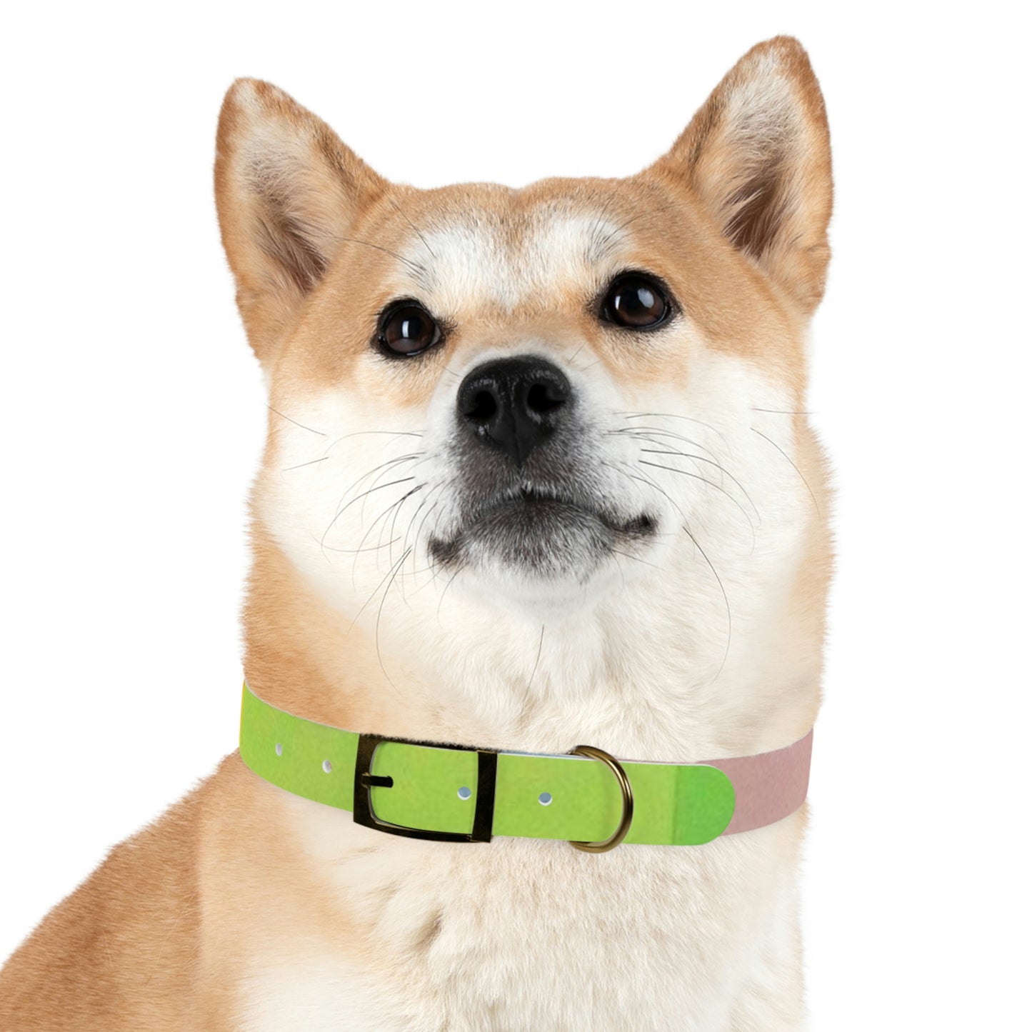 Technicolour Green - Dog Collar ~ Sharon Dawn Collection