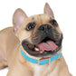 Technicolour Blue - Dog Collar ~ Sharon Dawn Collection
