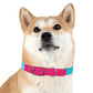 Technicolour Magenta - Dog Collar ~ Sharon Dawn Collection