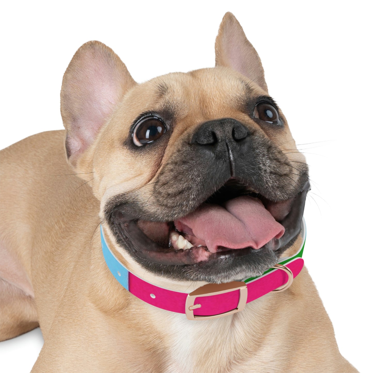 Technicolour Magenta - Dog Collar ~ Sharon Dawn Collection