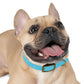 Technicolour Blue - Dog Collar ~ Sharon Dawn Collection
