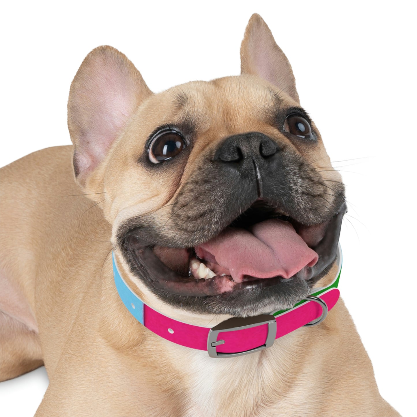 Technicolour Magenta - Dog Collar ~ Sharon Dawn Collection