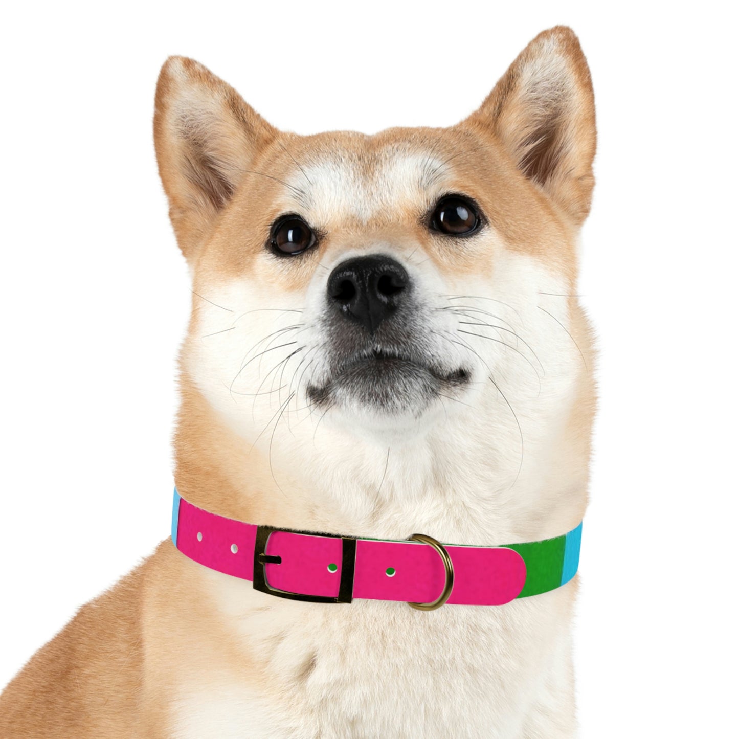 Technicolour Magenta - Dog Collar ~ Sharon Dawn Collection